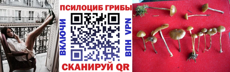 Псилоцибиновые грибы прущие грибы  гидра как войти  Урень  darknet клад  купить  цена 